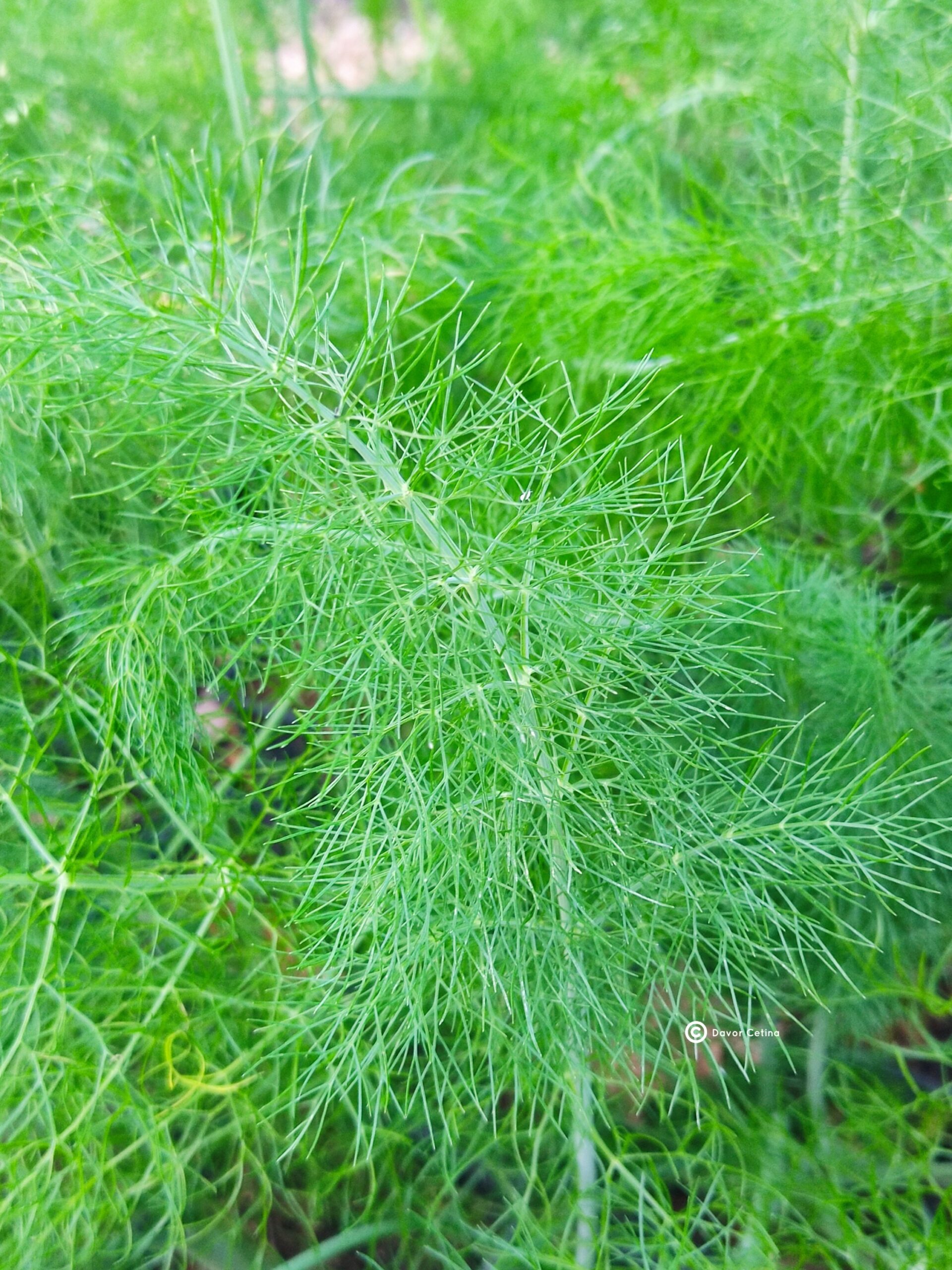 Foeniculum vulgare var. dulce - Slika 2