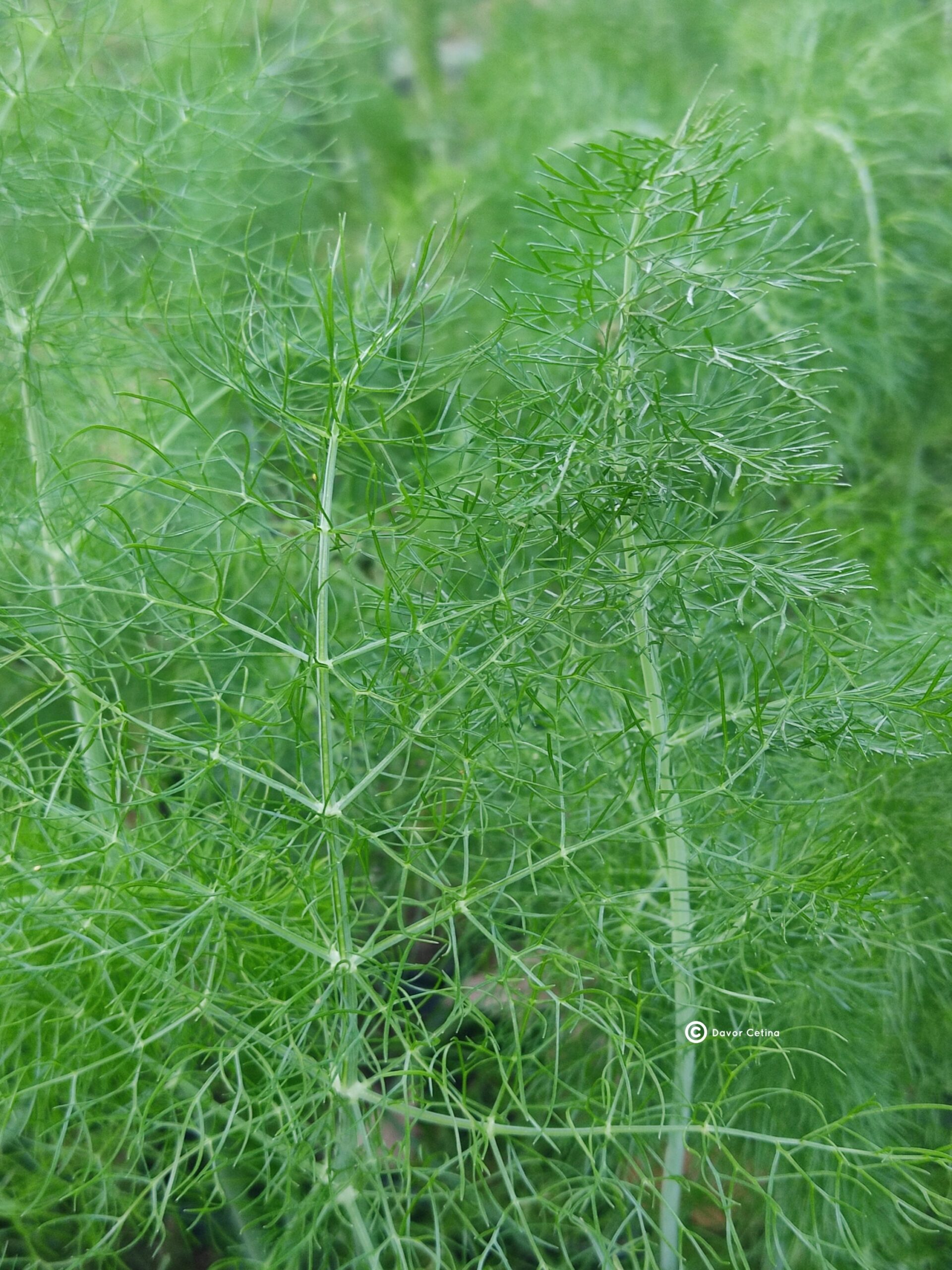 Foeniculum vulgare var. dulce