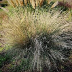 Poa labillardieri (Vlasnjača)