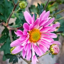 Chrysanthemum cv. double pink (Trajna vrtna krizantema)