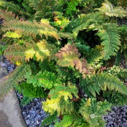 Polystichum setiferum "Plumosodensum" (syn "Plumosomultilobum")