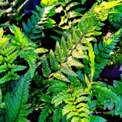 Polystichum Tsus-simense