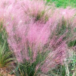 Muhlenbergia capillaris (sericea)