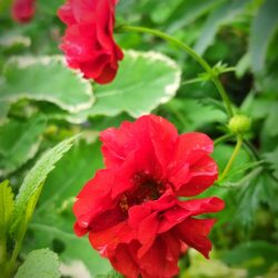 Geum chiloense «Blazing sunset»  (Blaženak)
