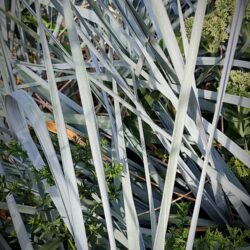 Elymus arenarius (Leymus arenarius)