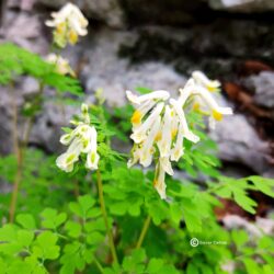 Corydalis ochroleuca (Šupaljka)