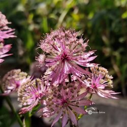 Astrantia major «Ruby Wedding»  (Lisjak)