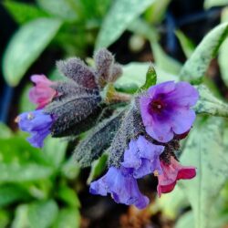 Pulmonaria «Dianne Clare» (Plučnjak)