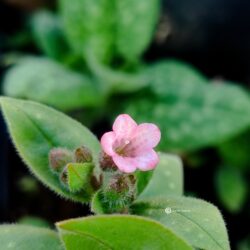 Pulmonaria «Dora Bielefeld» (P. saccharata)  (Plučnjak)