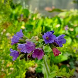 Pulmonaria officinalis subsp. obscura  (Plučnjak)