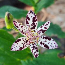 Tricyrtis formosana «Empress»