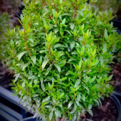 Myrtus communis var microphylla (Patuljasta mirta)