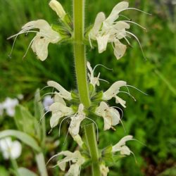 Salvia austriaca (Panonska kadulja)