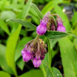 Symphytum officinale (Ljekoviti gavez)