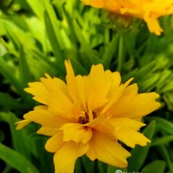 Coreopsis grandiflora «Presto» (Djevojačko oko)