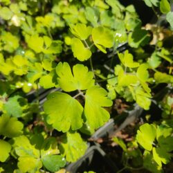 Aquilegia vulgaris «Leprechaun gold»  (Pakujac)