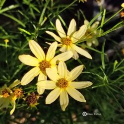 Coreopsis verticillata «Moonbeam» (Djevojačko oko)
