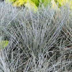 Festuca cinerea «Eiswogel» (Vlasulja)