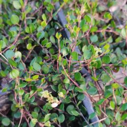 Muehlenbeckia axillaris