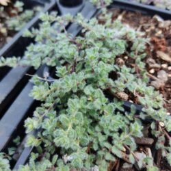 Thymus pseudolanuginosus (T. praecox subsp. britannicus) (Timijan)