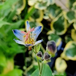 Tricyrtis hirta «Hototogisu»