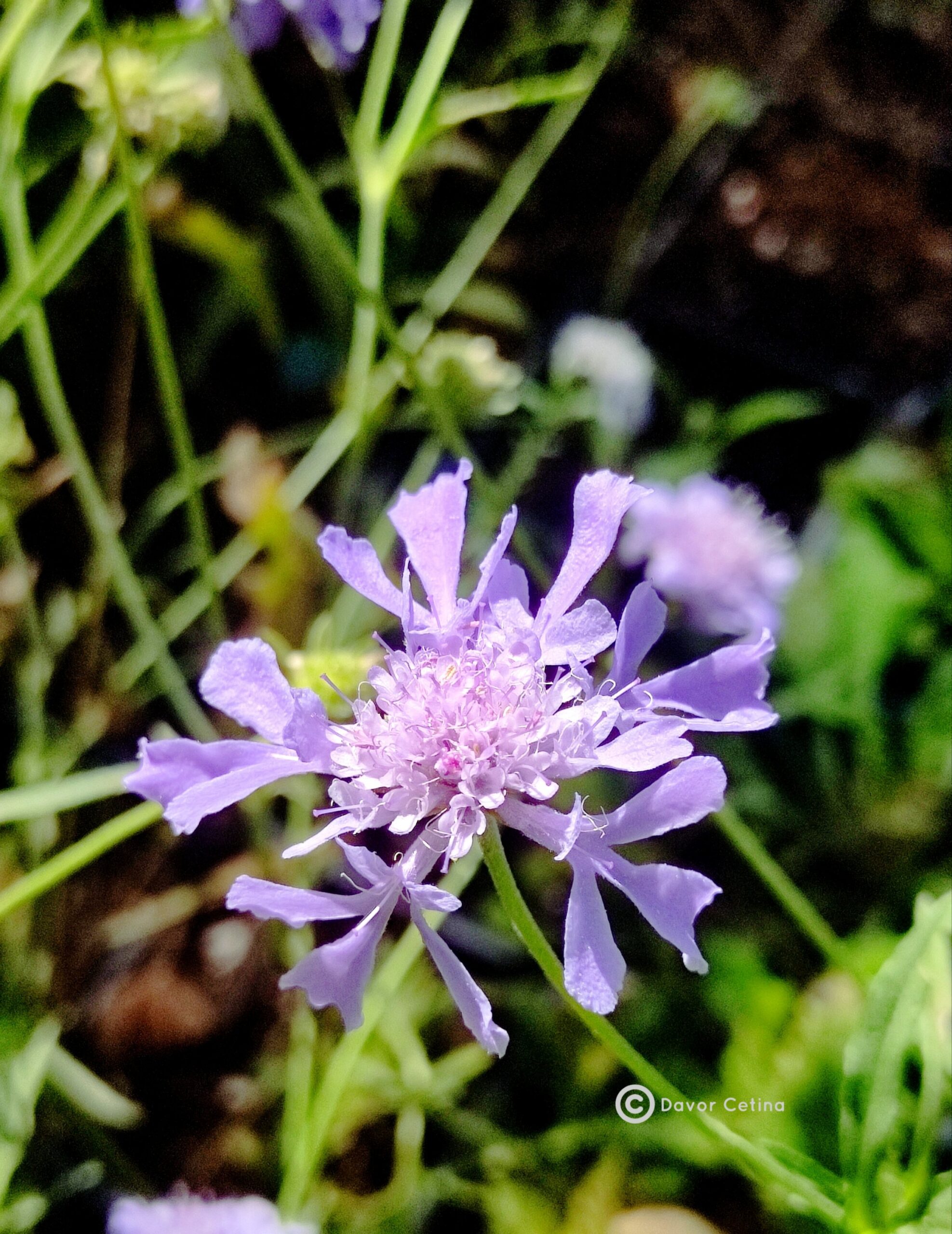 Scabiosa lachnophylla «Blue horizon» (Udovčica) - Slika 2