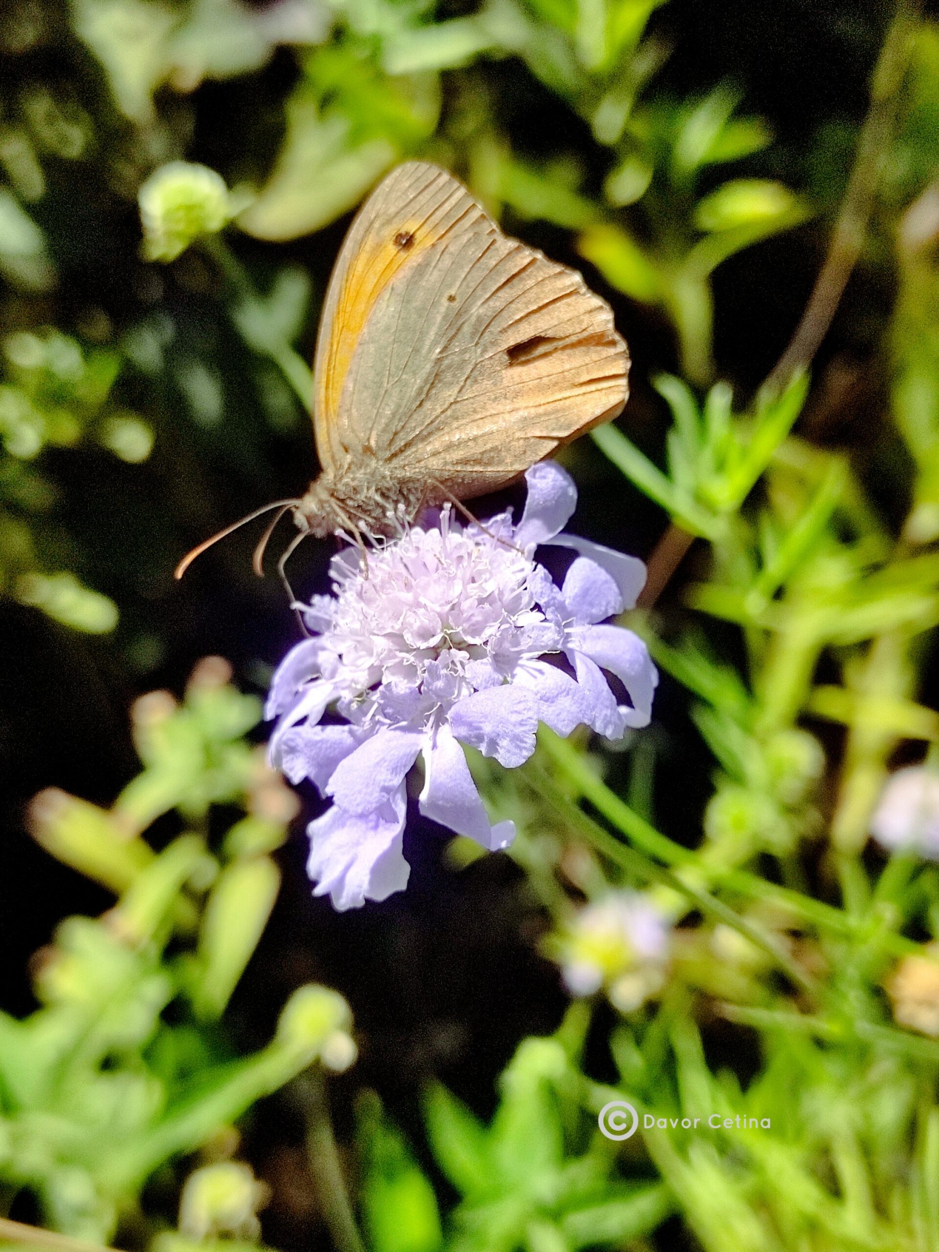 Scabiosa lachnophylla «Blue horizon» (Udovčica)