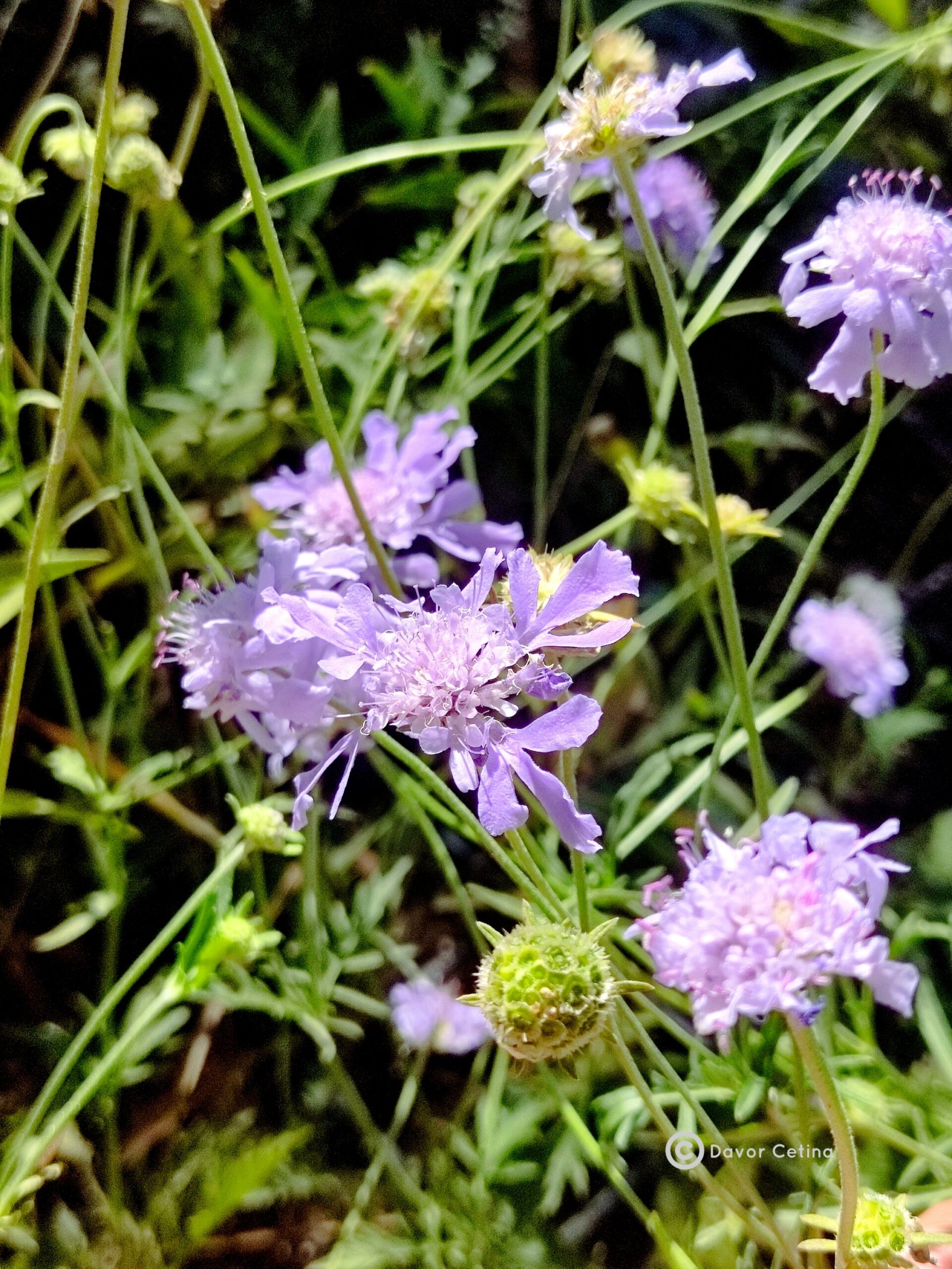 Scabiosa lachnophylla «Blue horizon» (Udovčica) - Slika 3