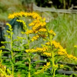 Solidago x cultorum «Strahlenkrone» (Konopljuša)