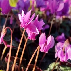 Cyclamen hederifolium rose (Ciklama)