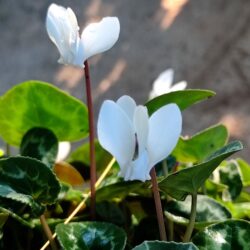 Cyclamen hederifolium «Amaze me» (white) (Ciklama)