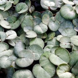 Cyclamen coum «Rose & Silver» (Ciklama)
