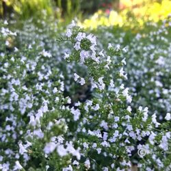 Calamintha nepeta ssp. nepeta (Clinopodium) (Metvica)
