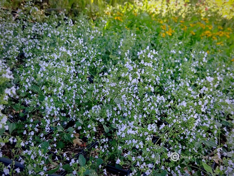 calamintha-nepeta-ssp-nepeta-clinopodium-metvica-vrtlarija