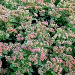 Sedum «Munstead purple» (spectabile) (Visoki žednjak)