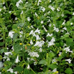 Calamintha sylvatica «Menthe» (Gorska metvica)