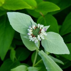 Pycnanthemum muticum (Brdska metvica)