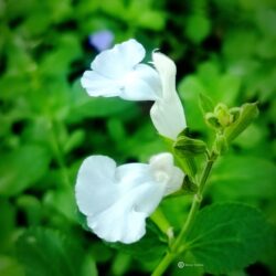 Salvia microphylla «Gletscher»  (Grmolika kadulja)