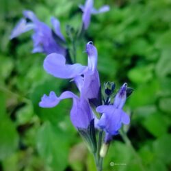Salvia microphylla «So cool Pale blue»  (Grmolika kadulja)