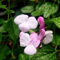 Salvia microphylla «La grande boom»  (Grmolika kadulja)