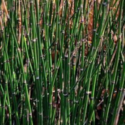 Equisetum fluviatile  (Preslica)