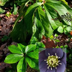 Helleborus x hybridus (orientalis) «Slaty blue»  (Kukurijek)