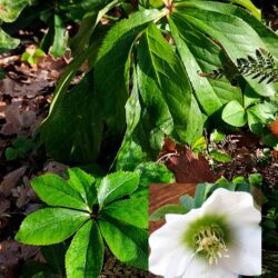 Helleborus x hybridus (orientalis) «White lady»  (Kukurijek)