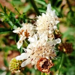 Cephalaria uralensis