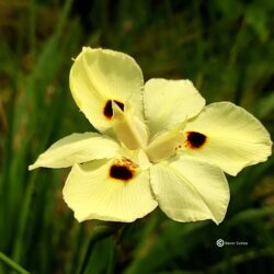 Dietes bicolor (Afrička žuta perunika)