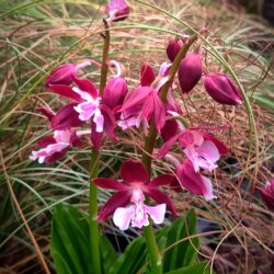 Calanthe discolor (Japanska orhideja)