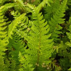 Polystichum setiferum "Proliferum Wollastonii"