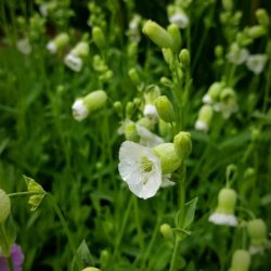Silene uniflora «Icecups» (Pušina)