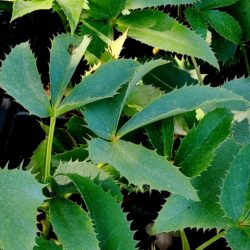 Helleborus corsicus «Silver leaf» (Kukurijek)