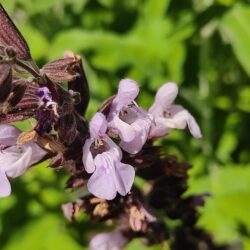 Salvia fruticosa (Grčka kadulja)